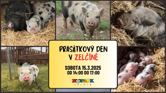 PRASÁTKOVÝ DEN V ZELČÍNĚ