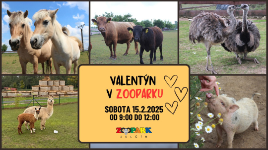 Valentýn v Zooparku